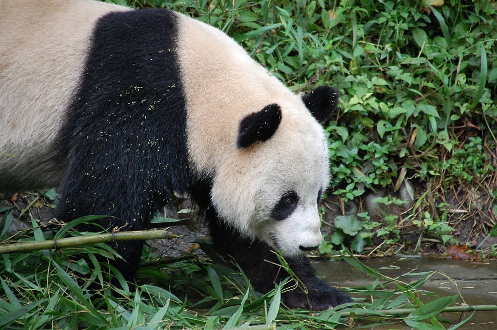 Großer Panda in Bifengxia 2016 