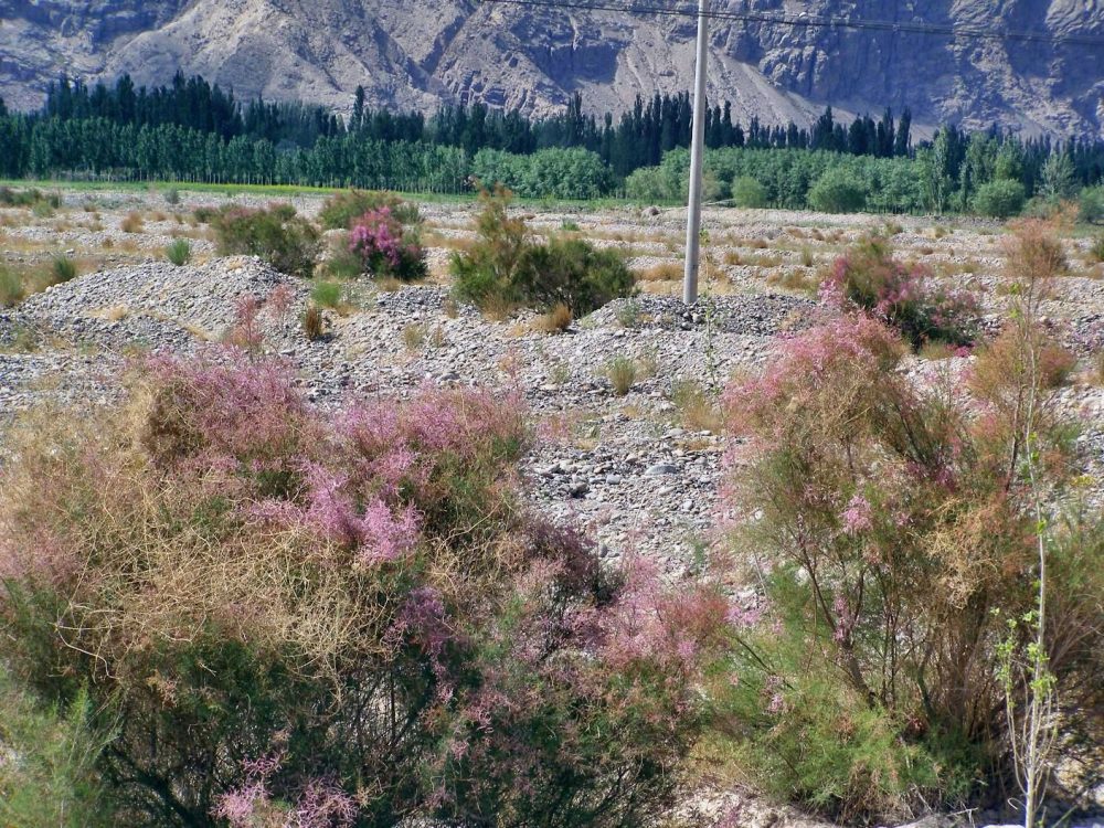 Tamarisken am Tianshan