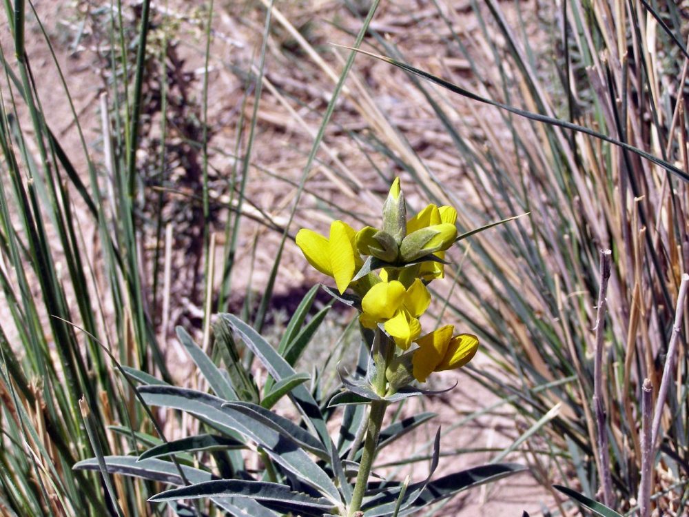 Pflanze mit gelber Blüte