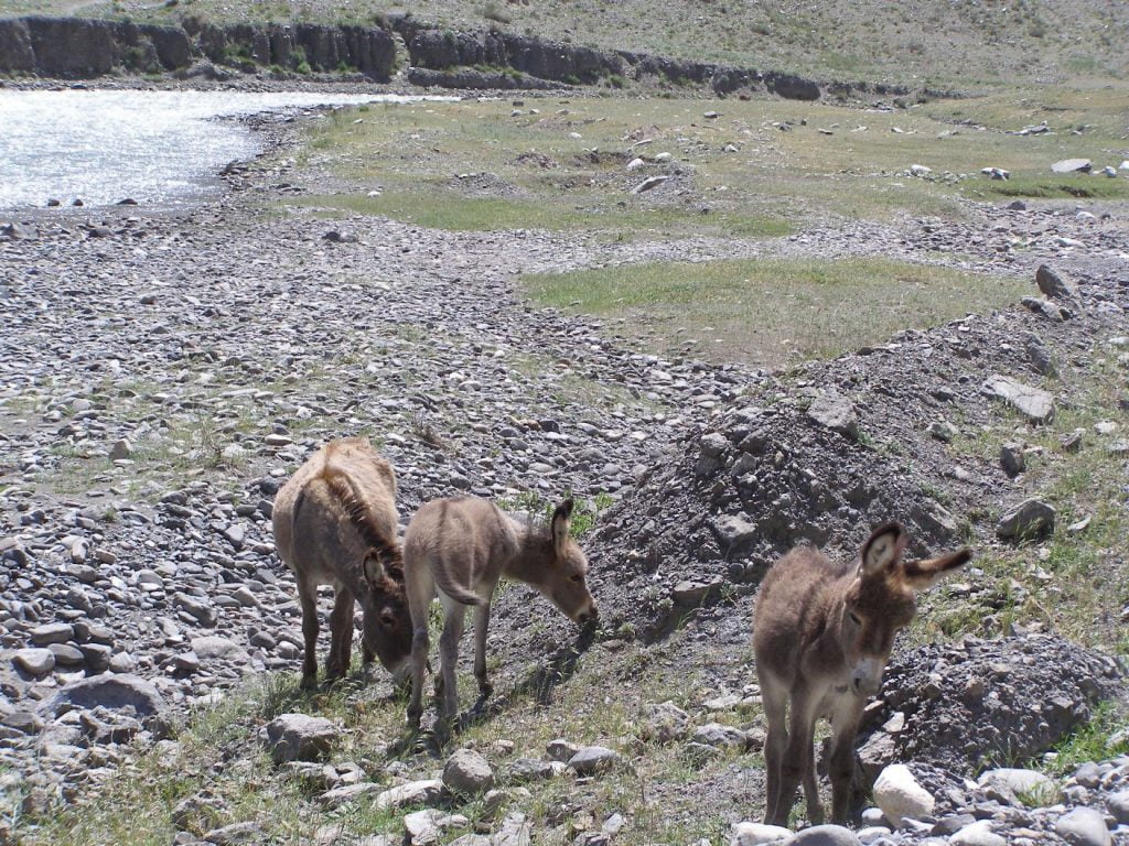 Esel am Wegesrand Kirgistan