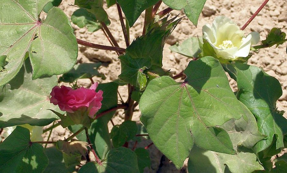 Flowers of Usbekistan: Baumwollblüten