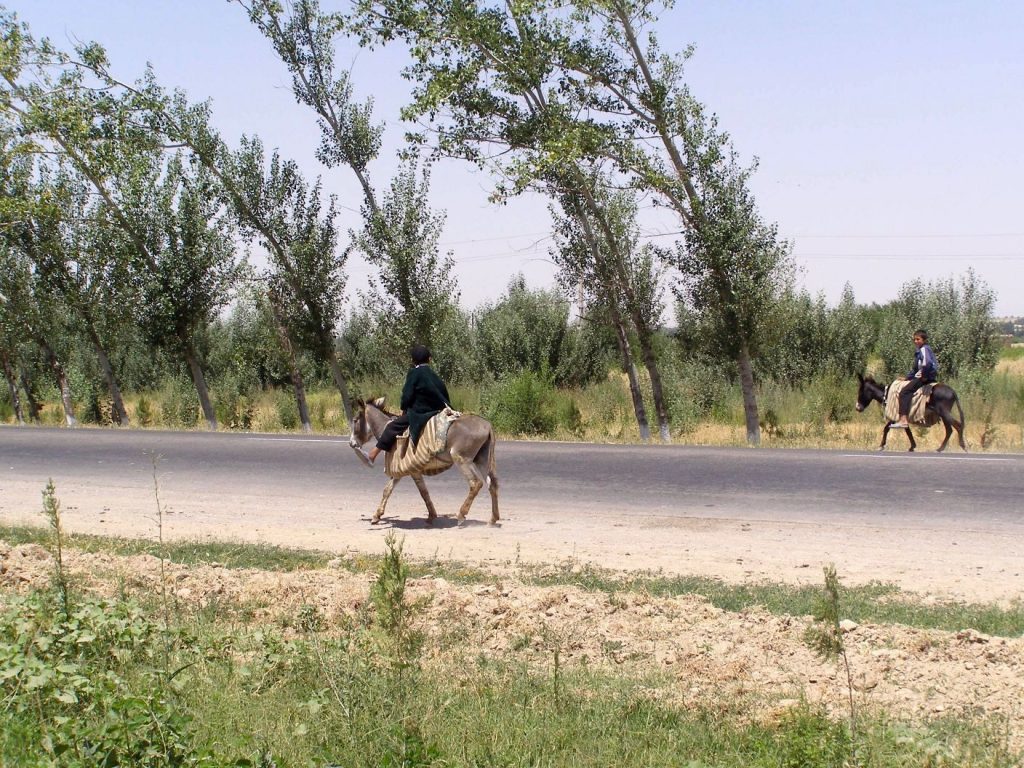 Flowers of Usbekistan: Bäume