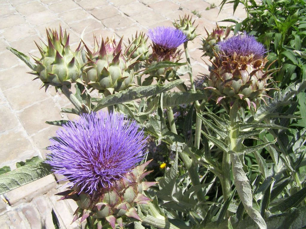 Flowers of Usbekistan: Distel