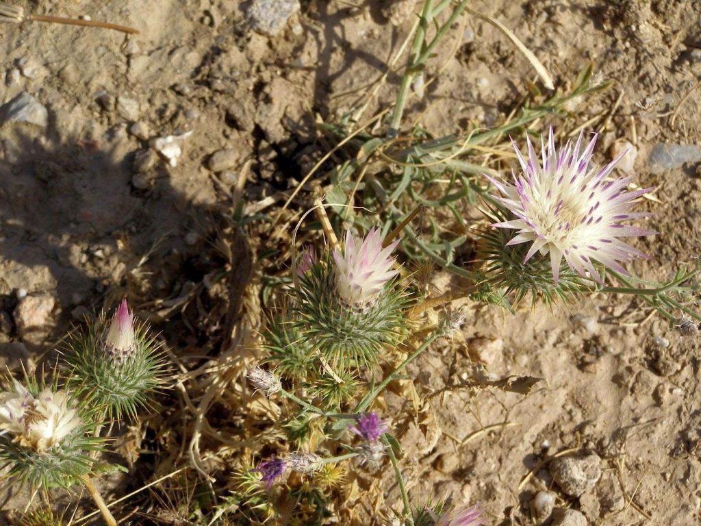 Kleine Distel