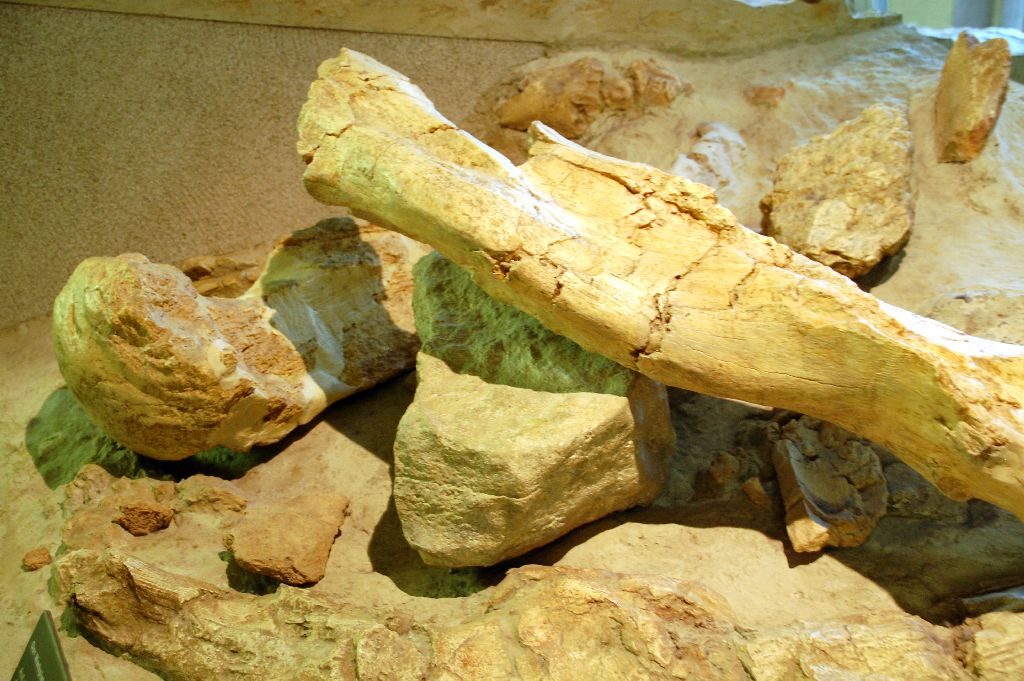 Museum für Vorgeschichte Halle Amboss mit Mammutknochen