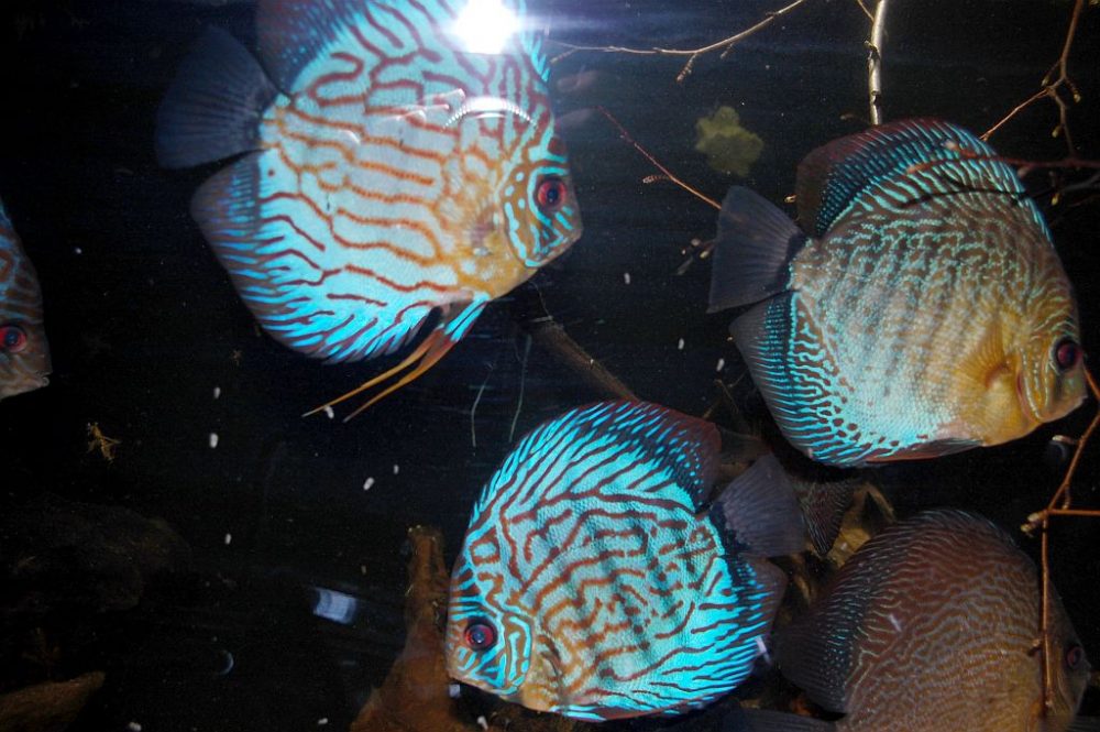Diskusfische London Zoo