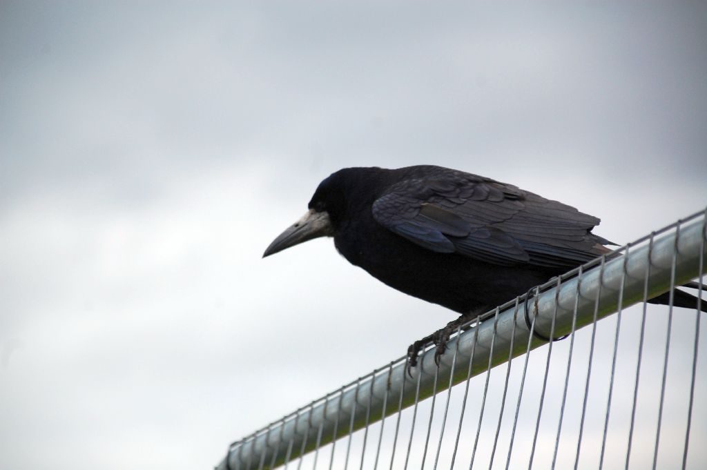 Krähe wartet auf Besucher