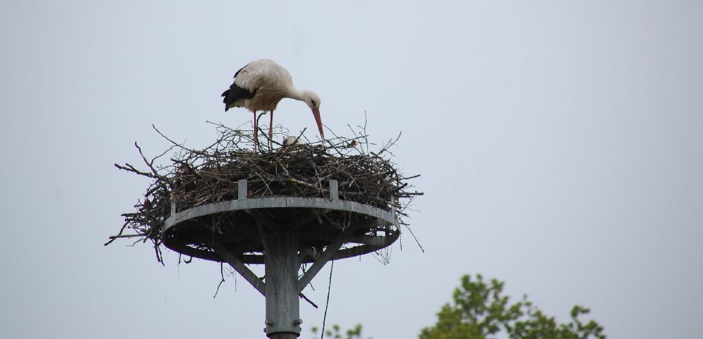 Storch auf dem Nest