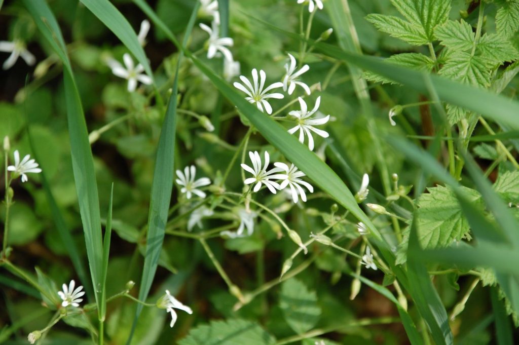Ahrensburger Tunneltal - Blümchen