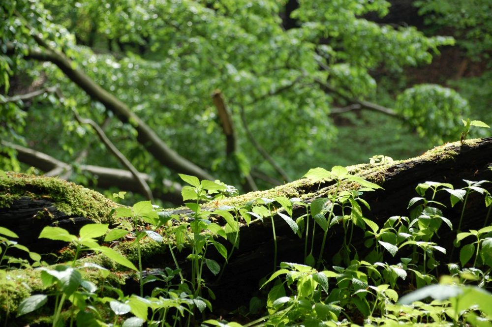Ahrensburger Tunneltal