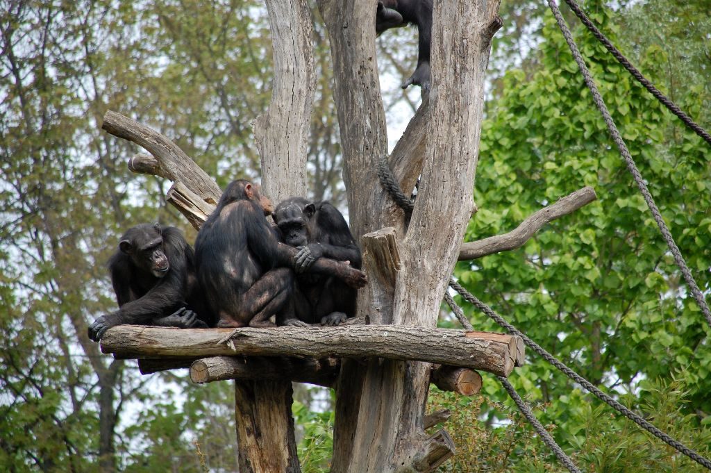 Bonobo-Familie