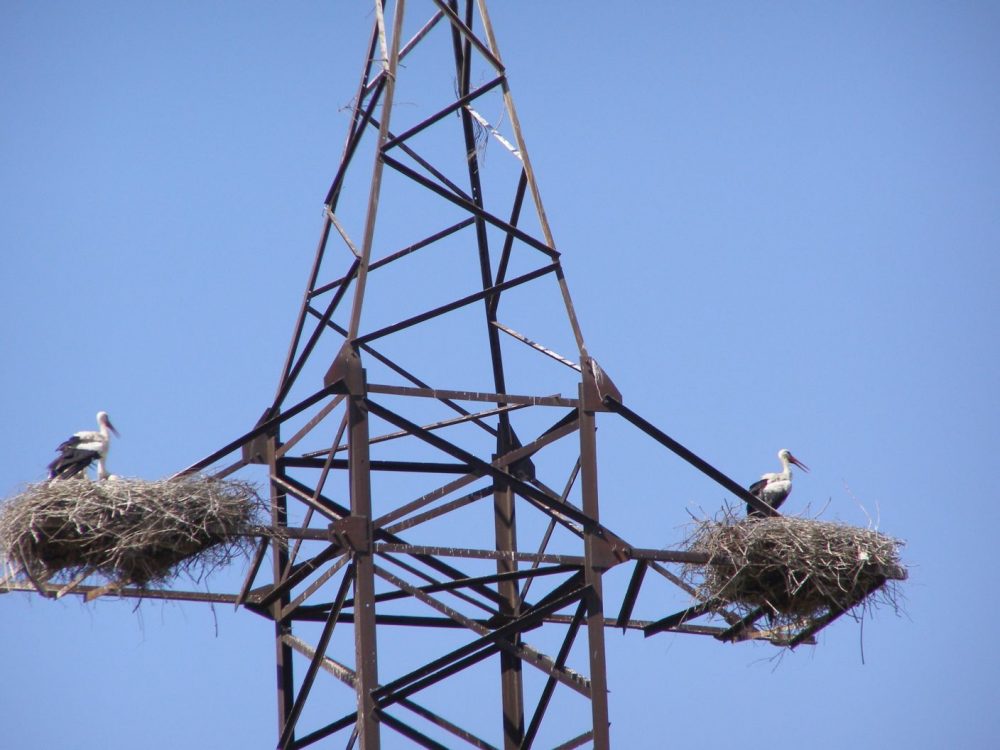 Storchennester unterwegs nach Tashkent