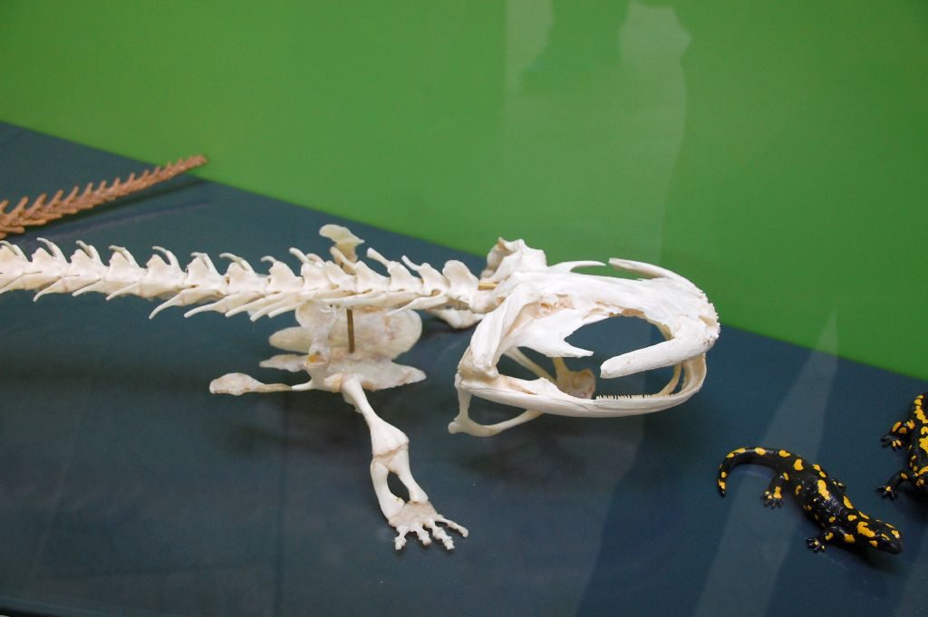 Chinesischer Riesensalamander