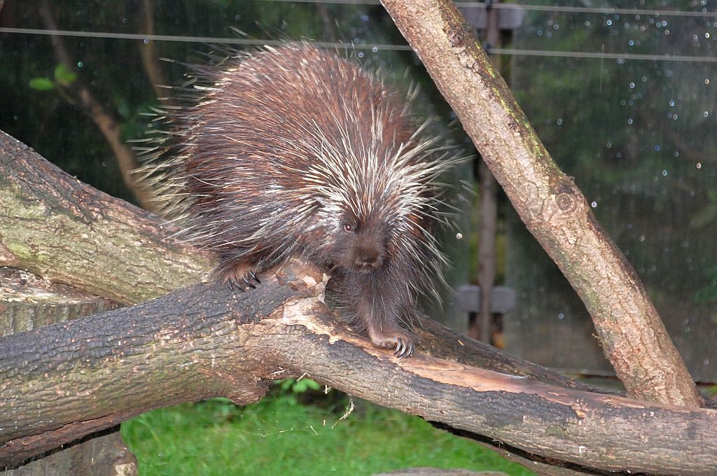 Zoo Dresden Baumstachler