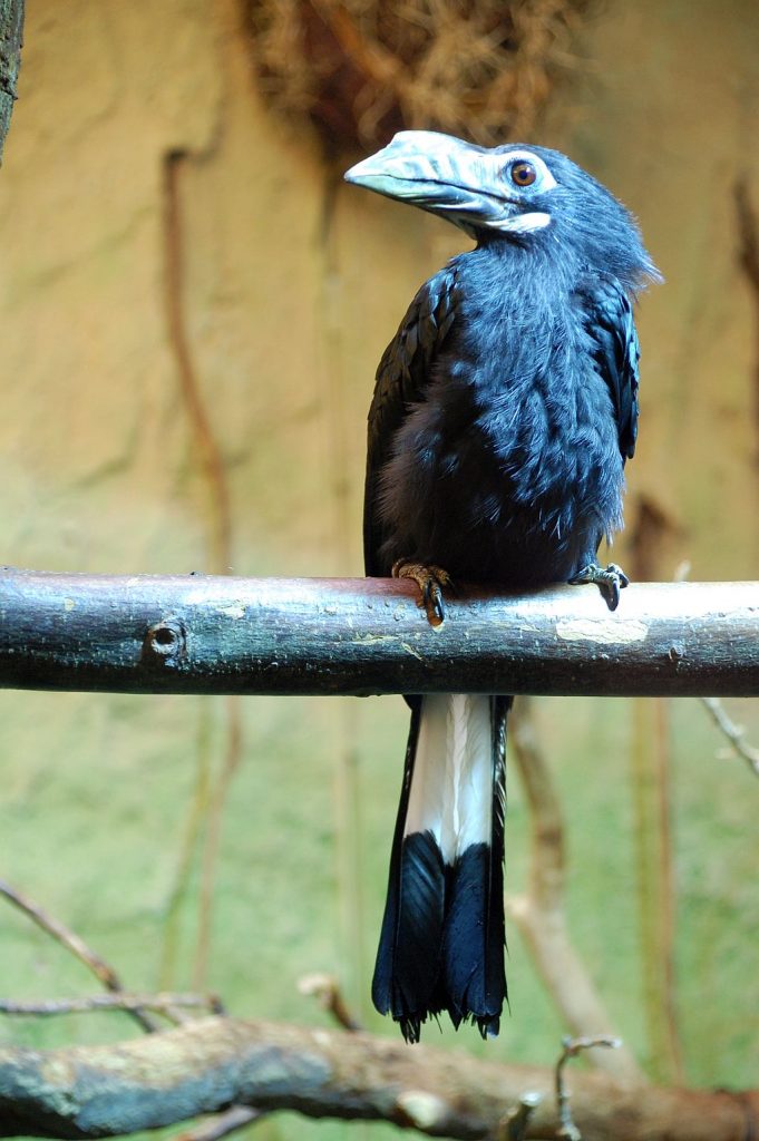 Zoo Dresden - Hornvogel