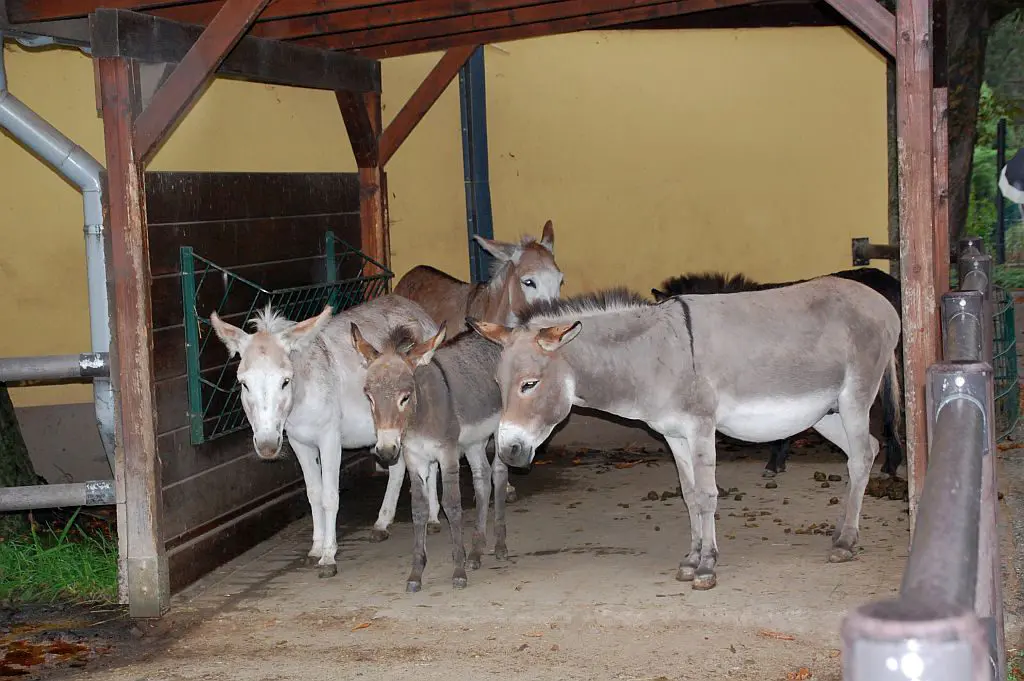 Zoo Dresden - Esel im Regen
