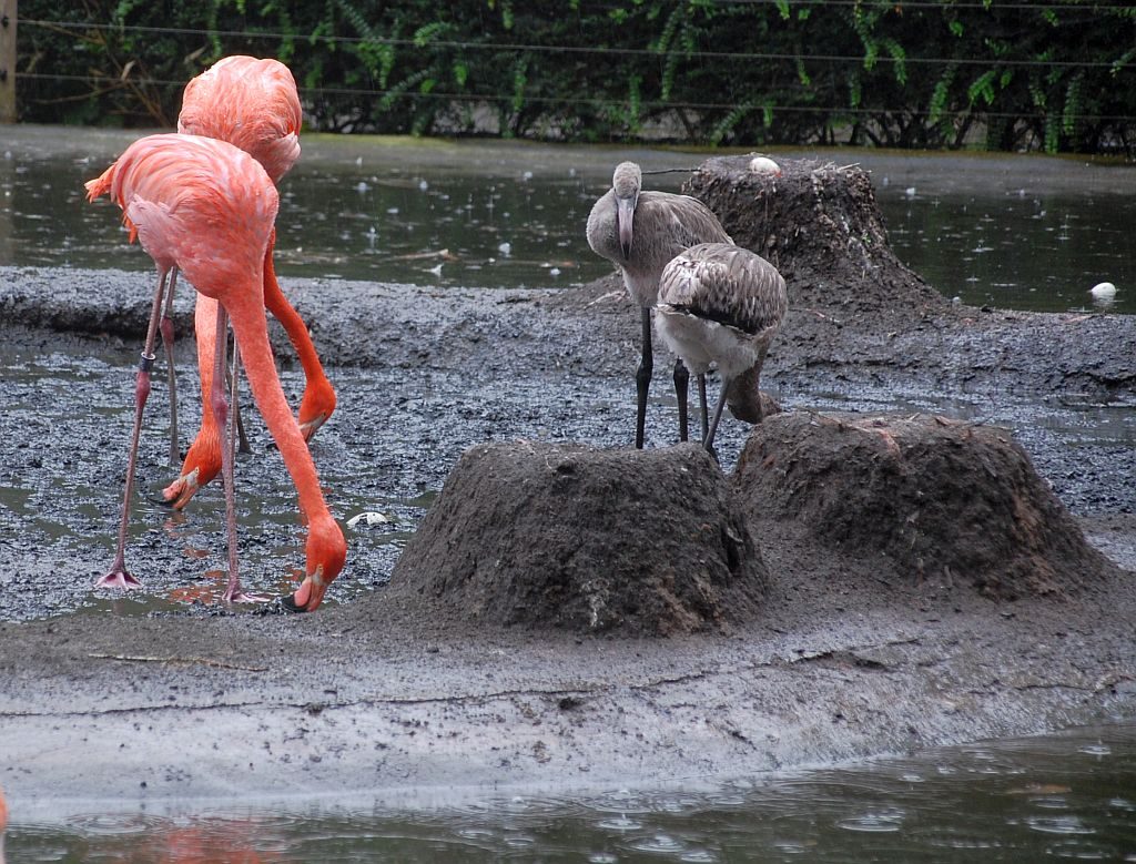 Zoo Dresden - Flamingos mit Jungvögeln