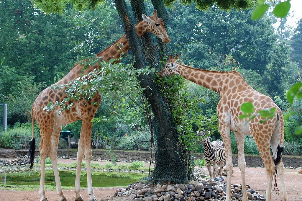 Zoo Dresden - Giraffen