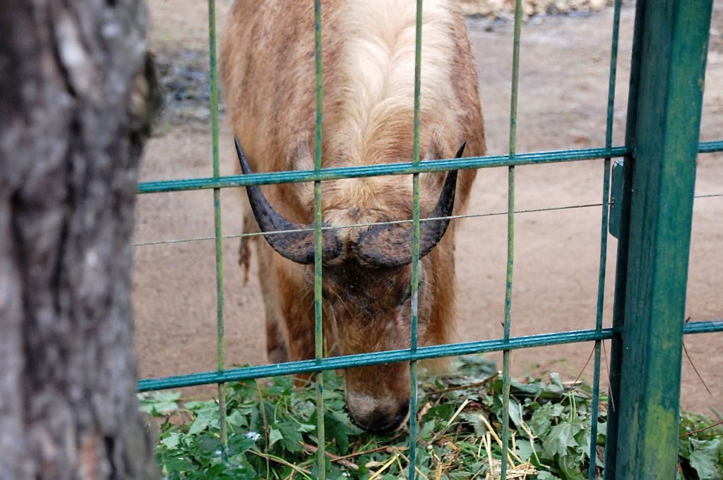 Zoo Dresden: Gold-Takin