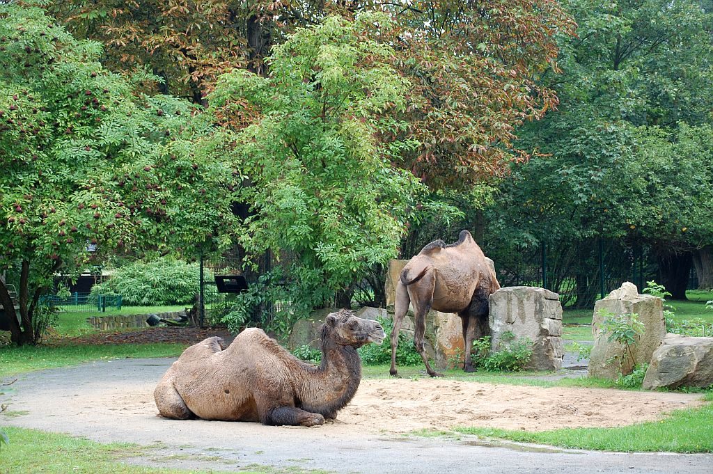 Zoo Dresden - Kamele