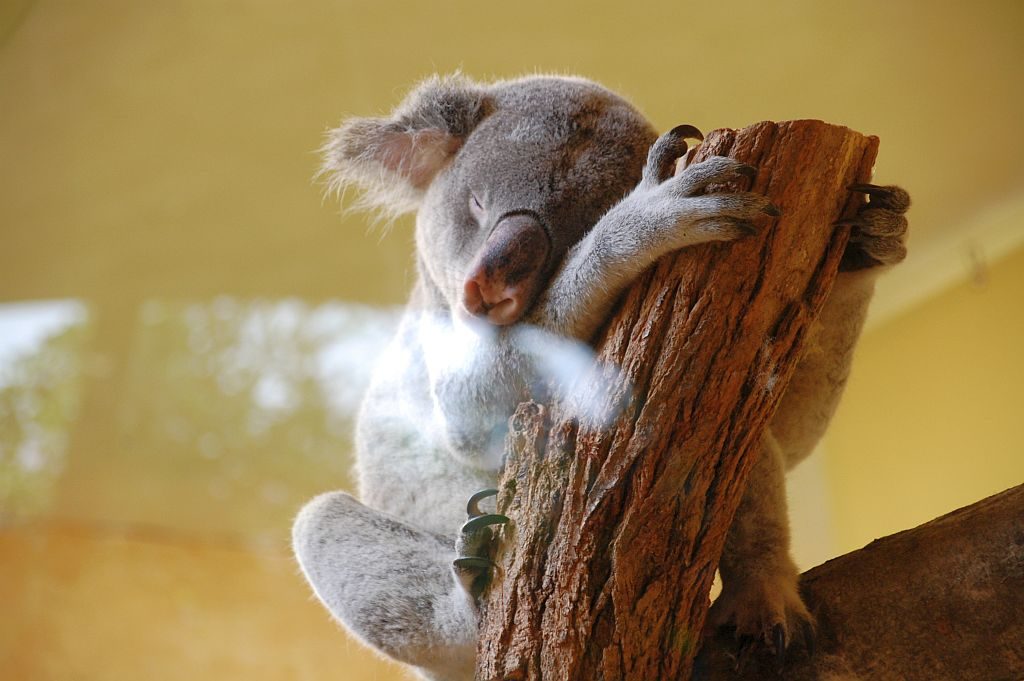 Zoo Dresden - Koala