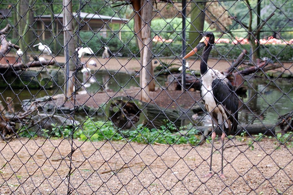 Zoo Dresden - Nimmersatt, ein Storchenvogel aus Afrika