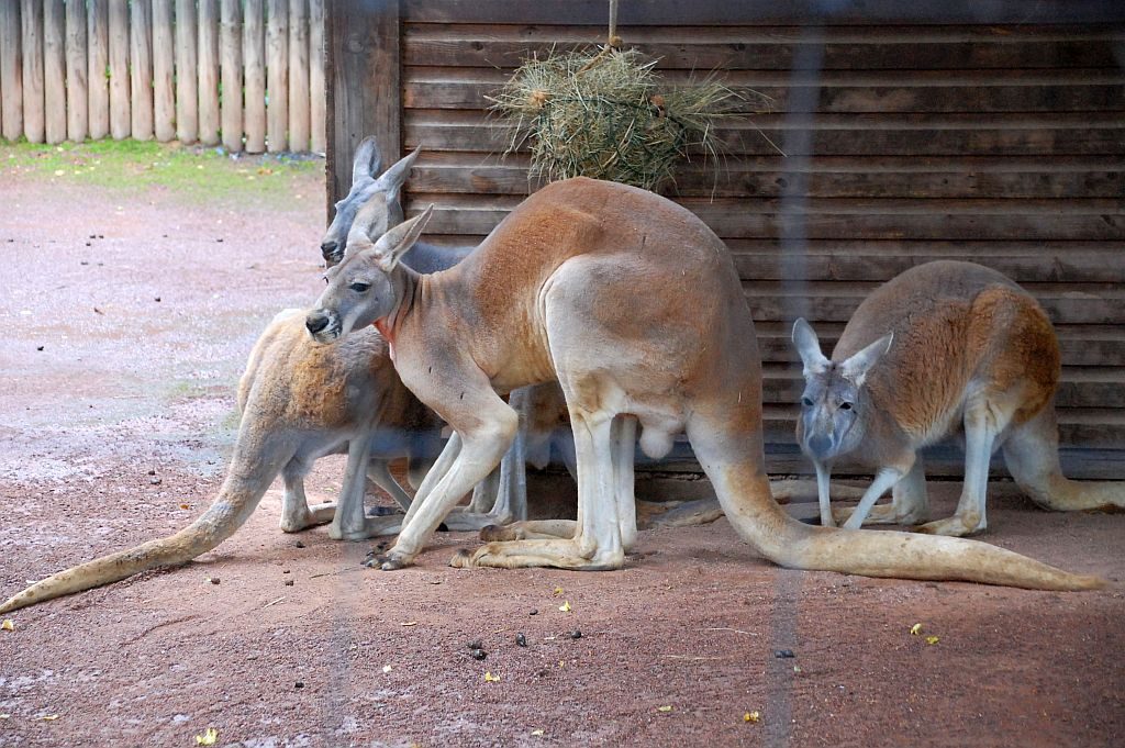 Zoo Dresden - Rotes Riesenkänguruh