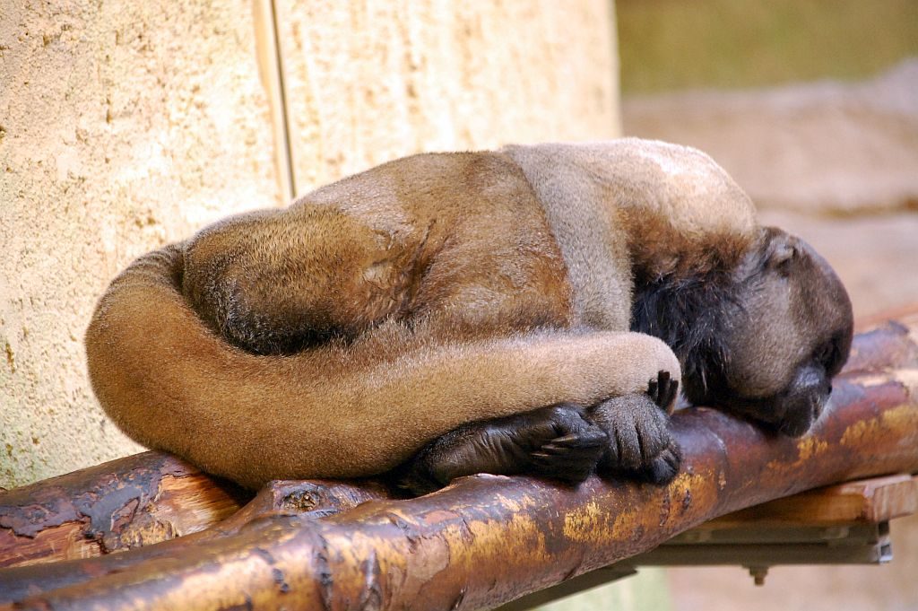 Zoo Dresden Wollaffe