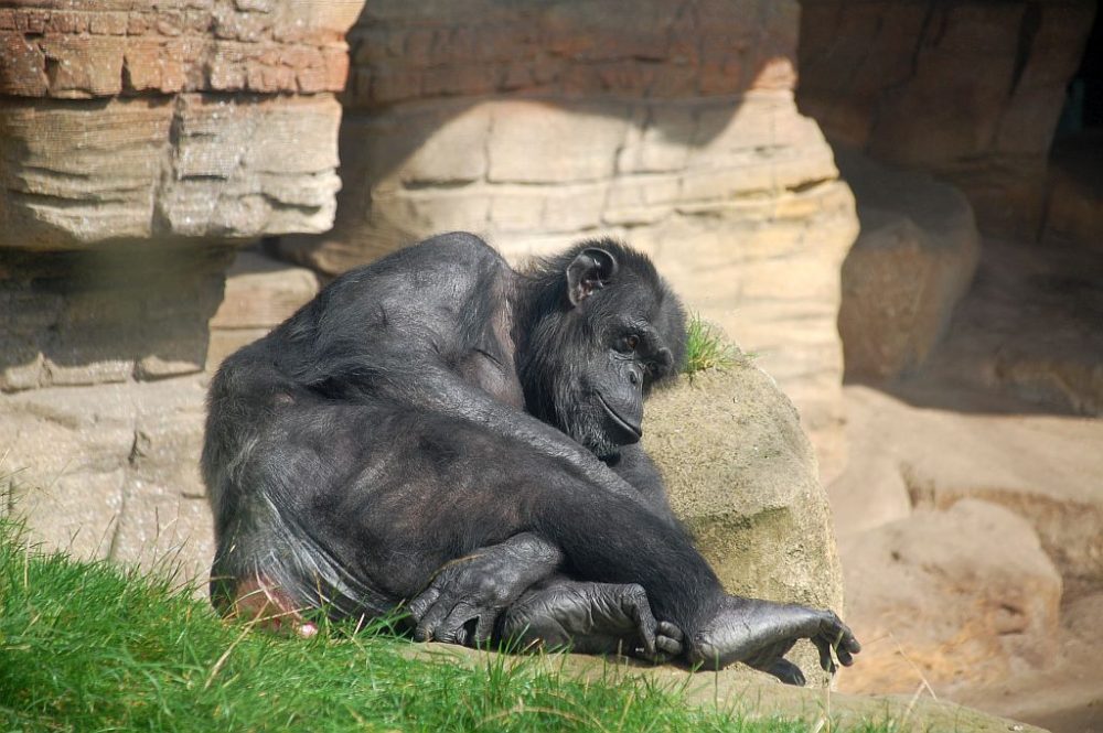 Afi-Mountain Schimpanse in der Sonne ruhend