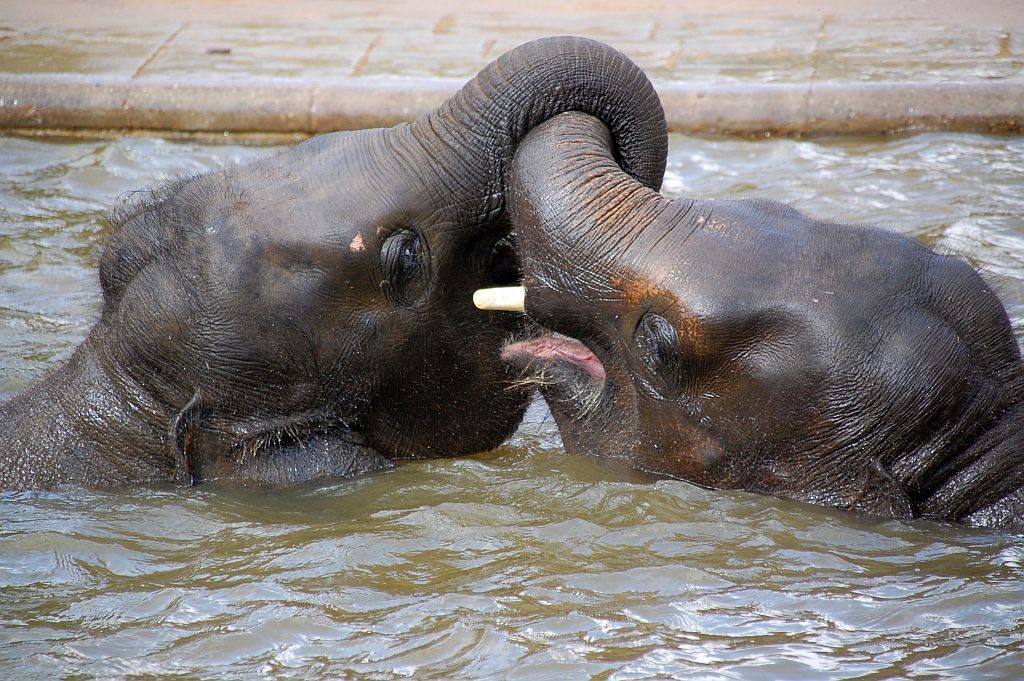 Halbwüchsige Elefanten tollen im Wasserbecken