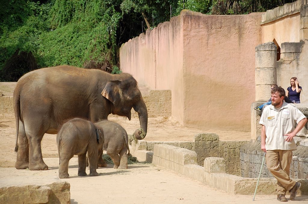 Entspannte Elefanten bei der Fütterung