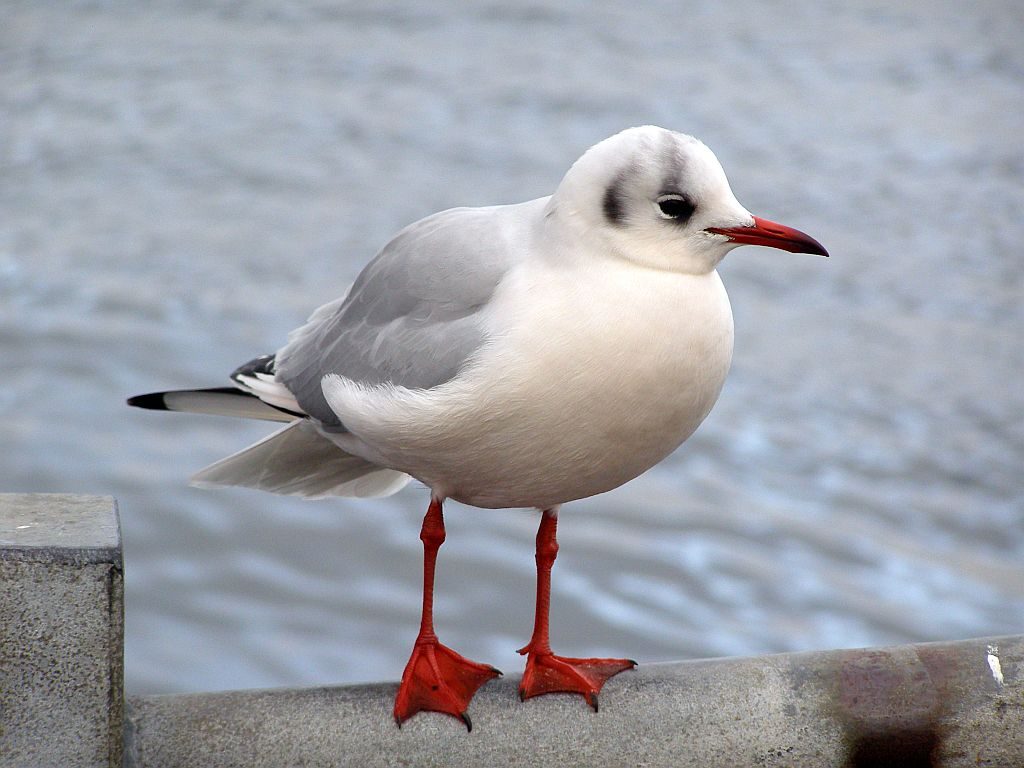 Silvester Laboe - Möwe
