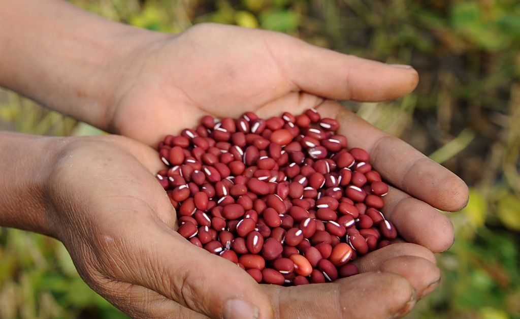 Rote Bohnen bei der Ernte.