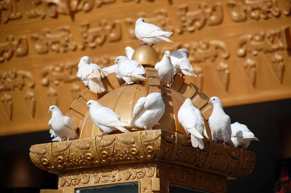 Weiße Tauben beim Schriftzeichenmuseum