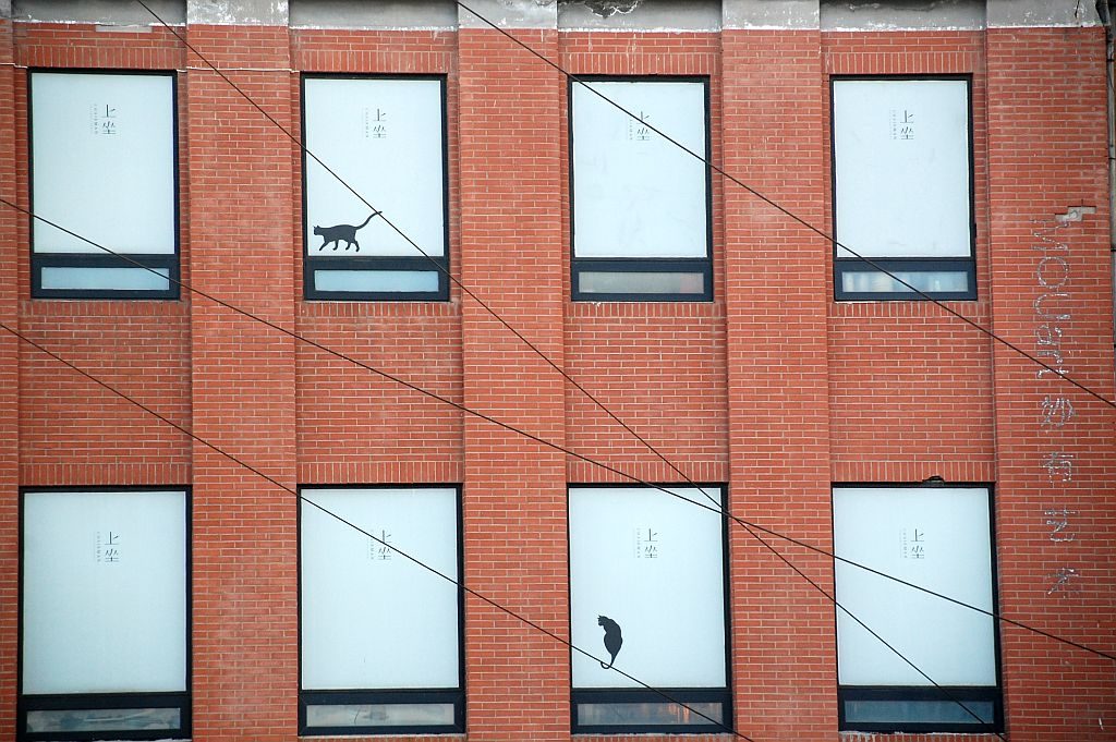 Factory 798 Katze am Fenster