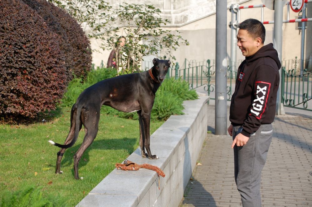 Hund in Shanghai