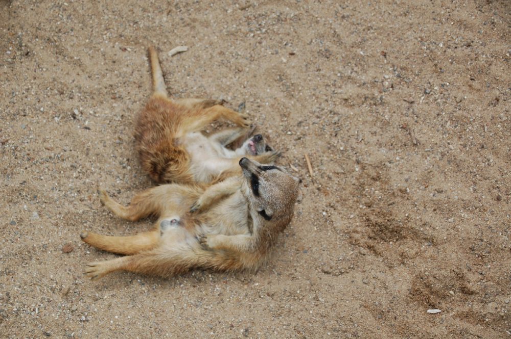 Erdmännchen ZOOM Erlebniswelt Gelsenkirchen