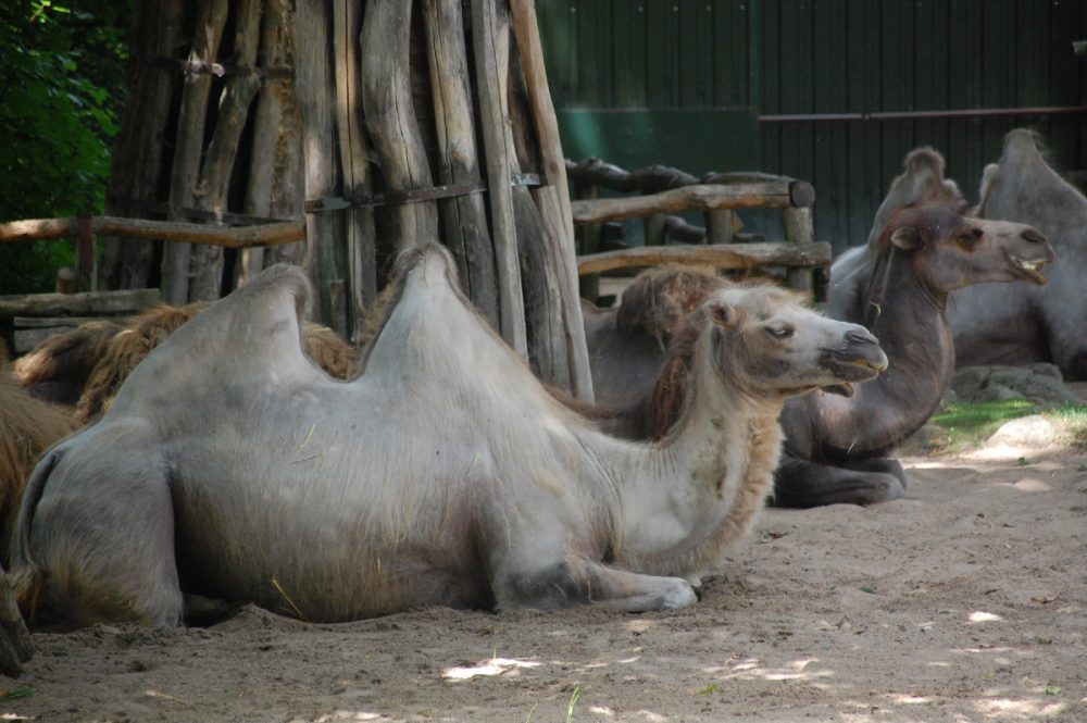 ZOOM Erlebniswelt Gelsenkirchen