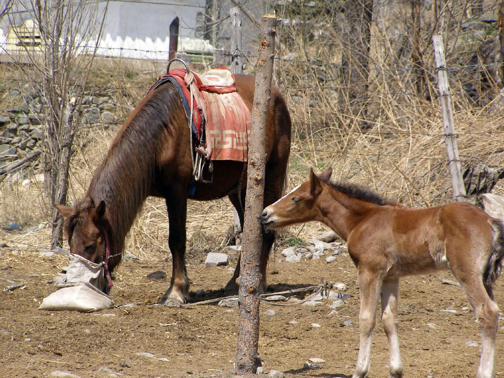 Dailuo Pferde -Reiseblog