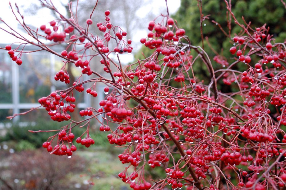 Regentropfen an einem Strauch mit roten Beeren.