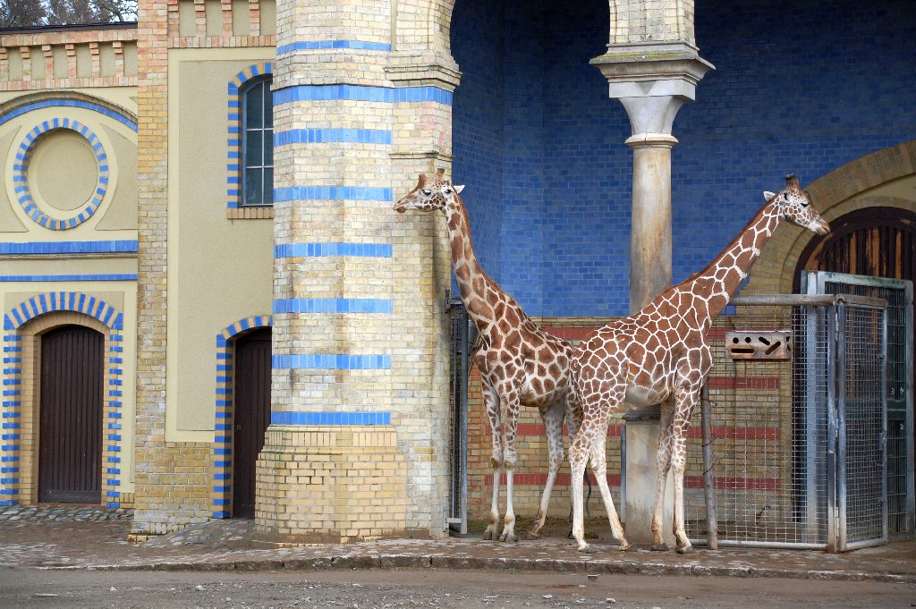 Giraffen im Außengehee