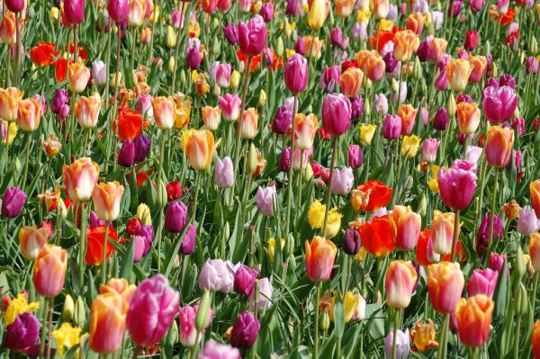 Bunte Tulpenpracht im Keukenhof