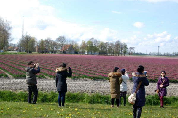 Tulpenfelder in Holland