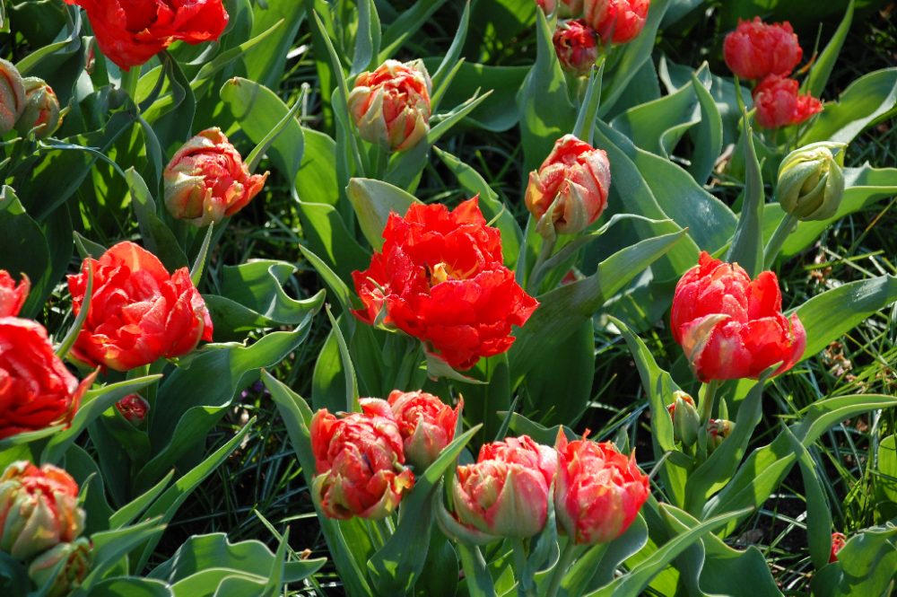 Tulpenpracht Schönste Fotos 2019