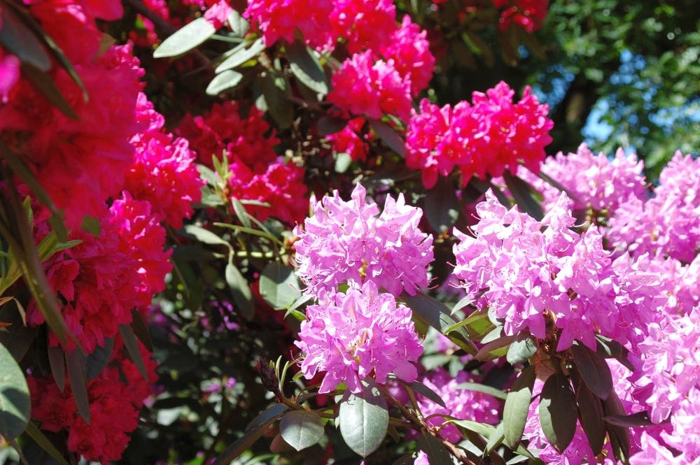 Rhododendron