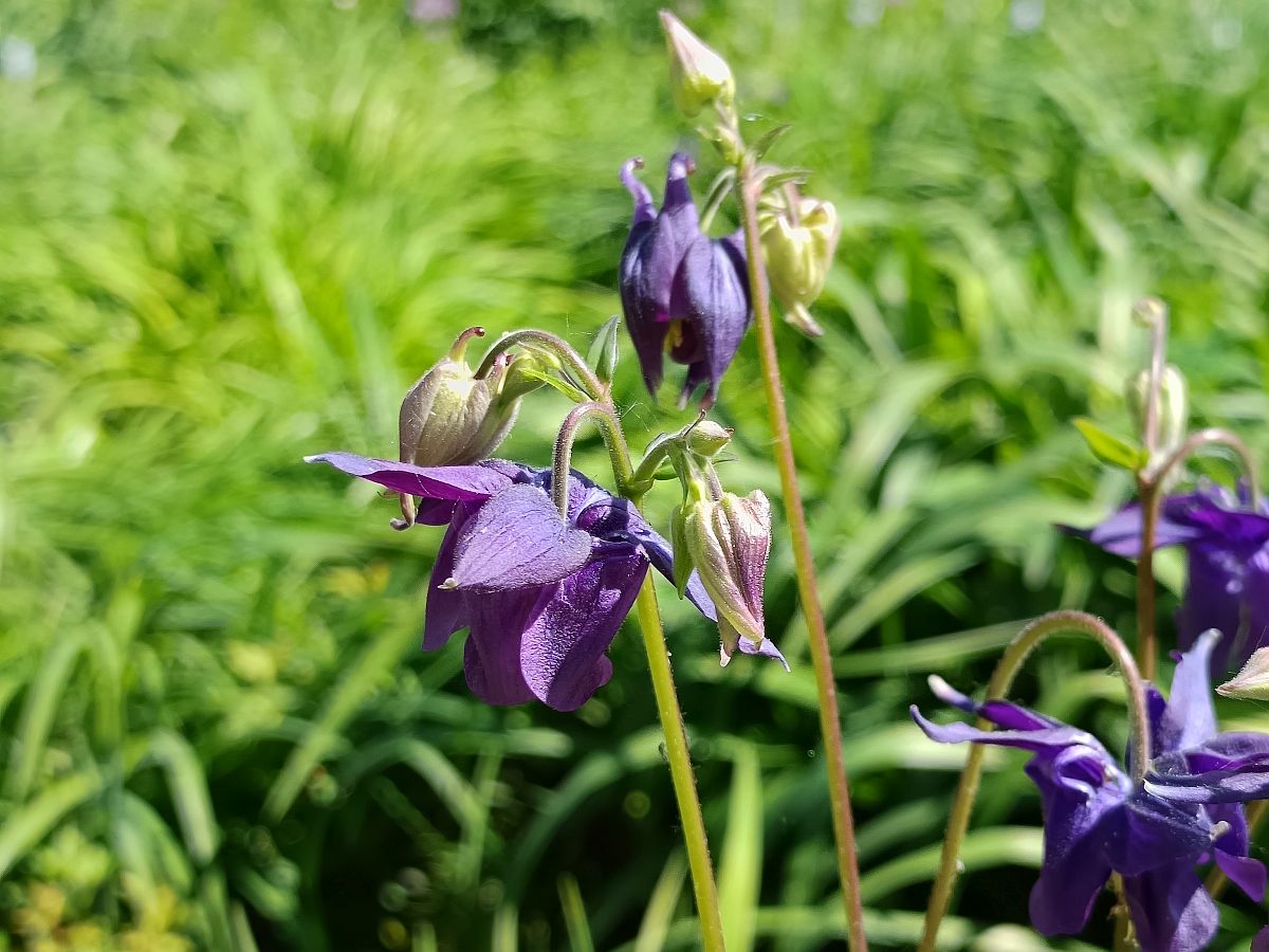 Botanischer Garten Hamburg