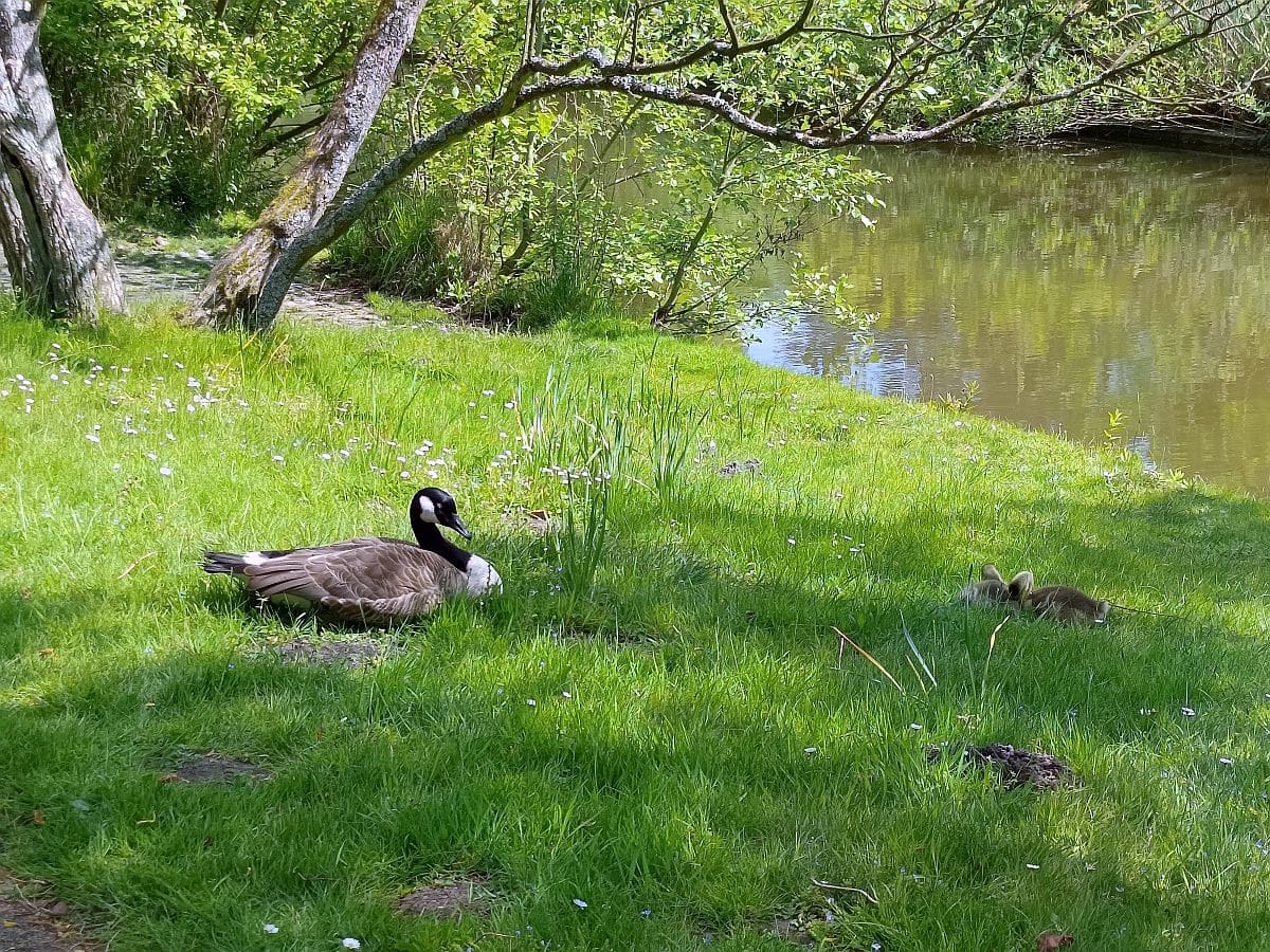 Loki-Schmidt-Garten. Gans mit Küken.