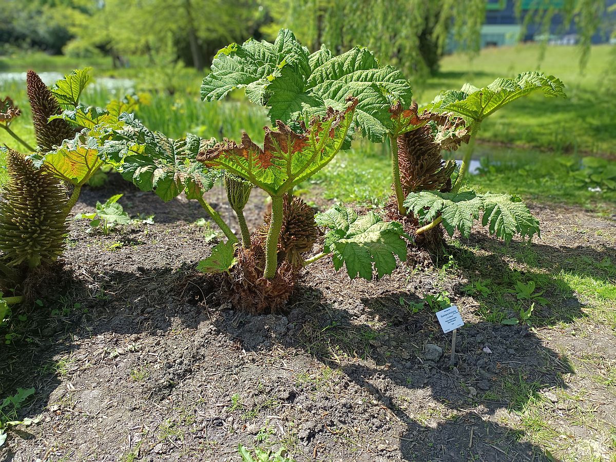 Mammuthblatt mit Blüten