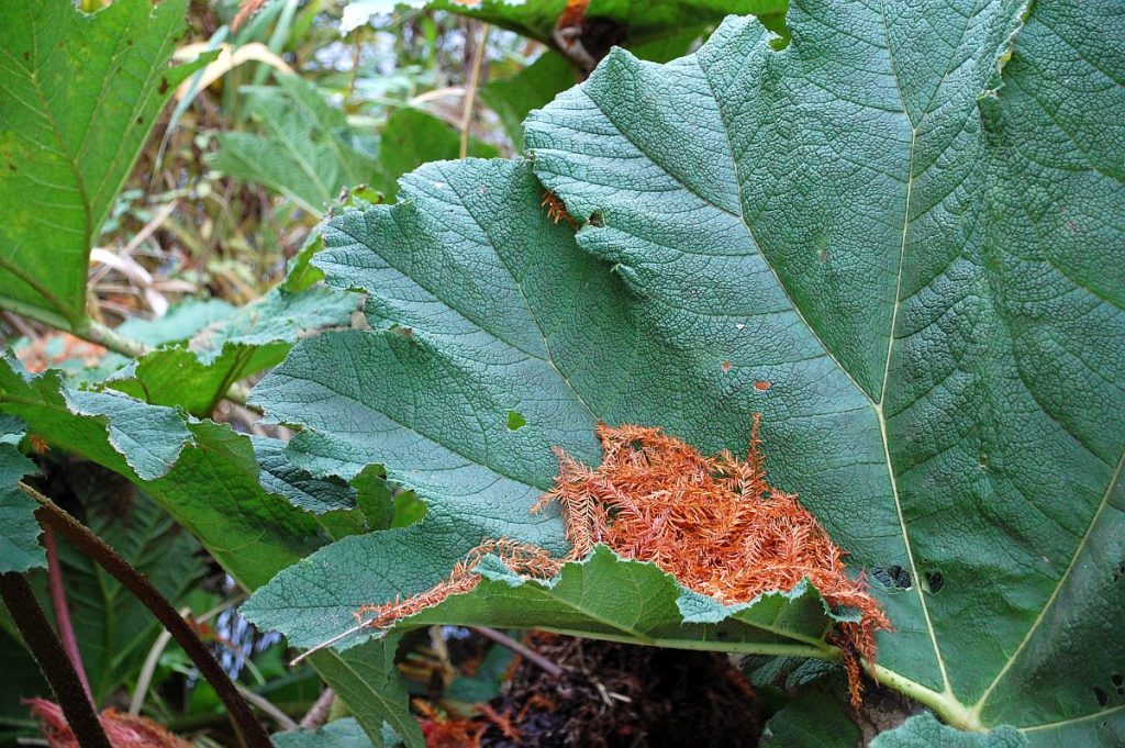 Planten un Blomen