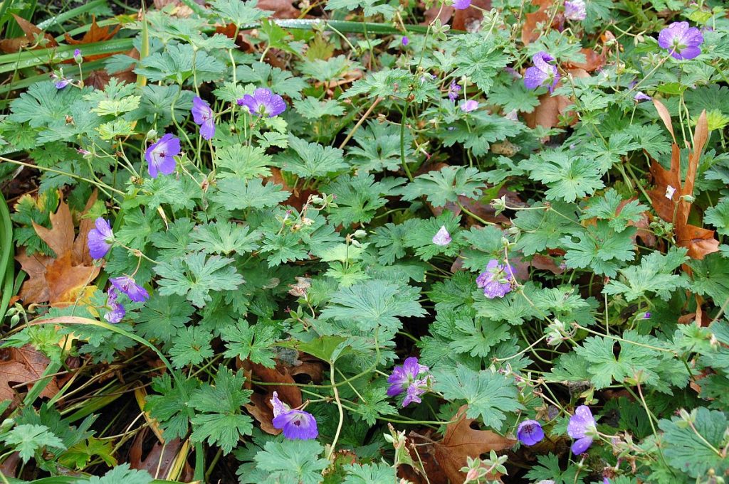 Planten un Blomen
